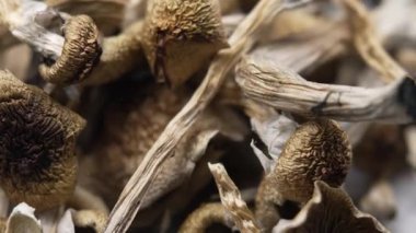 Psilosibin mantarları Altın Öğretmen, yakın plan.