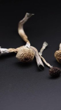 Enteojenlerin dikey videosu - psilosibin mantarları Altın Öğretmen