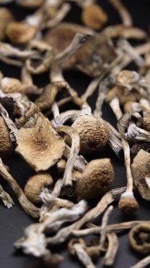 Enteojenlerin dikey videosu - psilosibin mantarları Altın Öğretmen