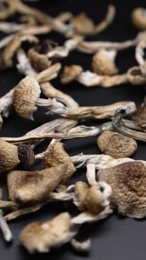 Enteojenlerin dikey videosu - psilosibin mantarları Altın Öğretmen