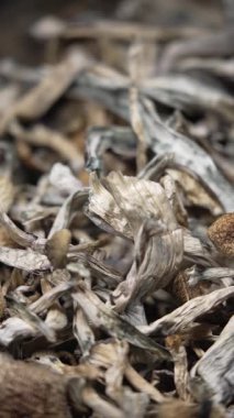 Enteojenlerin dikey videosu - psilosibin mantarları Altın Öğretmen