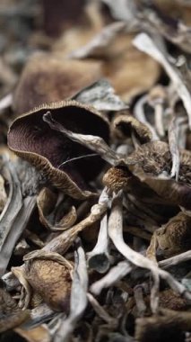 Enteojenlerin dikey videosu - psilosibin mantarları Altın Öğretmen