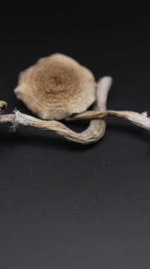 Enteojenlerin dikey videosu - psilosibin mantarları Altın Öğretmen