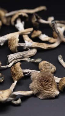 Enteojenlerin dikey videosu - psilosibin mantarları Altın Öğretmen