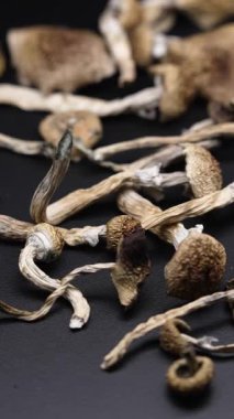 Enteojenlerin dikey videosu - psilosibin mantarları Altın Öğretmen