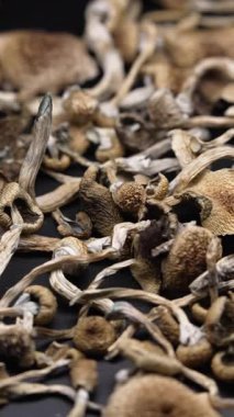 Kurutulmuş sihirli mantarların dikey videosu Altın Öğretmen