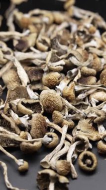 Altın Öğretmen psilosibin mantarlarının dikey videosu