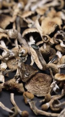 Altın Öğretmen psilosibin mantarlarının dikey videosu