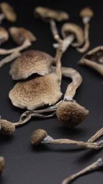 Altın Öğretmen psilosibin mantarlarının dikey videosu