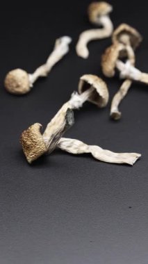 Altın Öğretmen psilosibin mantarlarının dikey videosu