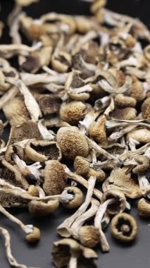 Altın Öğretmen psilosibin mantarlarının dikey videosu