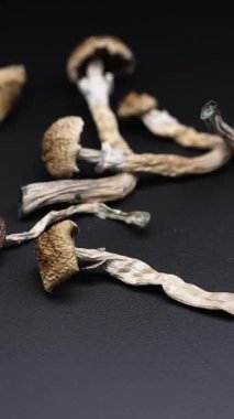 Altın Öğretmen psilosibin mantarlarının dikey videosu