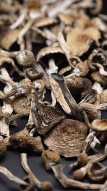 Altın Öğretmen psilosibin mantarlarının dikey videosu