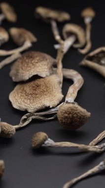 Altın Öğretmen psilosibin mantarlarının dikey videosu