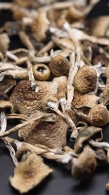 Altın Öğretmen psilosibin mantarlarının dikey videosu