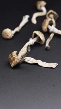 Altın Öğretmen psilosibin mantarlarının dikey videosu