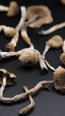 Altın Öğretmen psilosibin mantarlarının dikey videosu