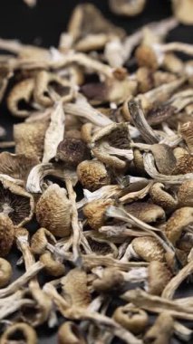 Altın Öğretmen psilosibin mantarlarının dikey videosu