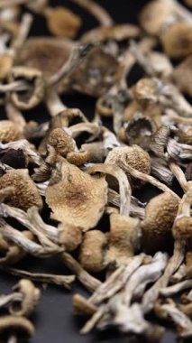 Altın Öğretmen psilosibin mantarlarının dikey videosu