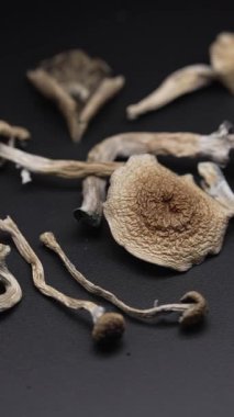 Altın Öğretmen psilosibin mantarlarının dikey videosu