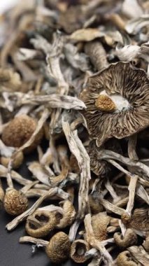 Altın Öğretmen psilosibin mantarlarının dikey videosu