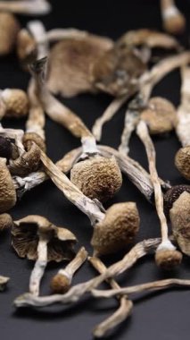 Altın Öğretmen psilosibin mantarlarının dikey videosu