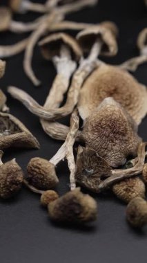 Altın Öğretmen psilosibin mantarlarının dikey videosu