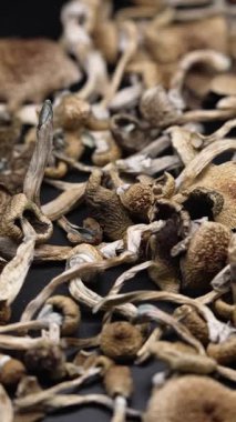 Altın Öğretmen psilosibin mantarlarının dikey videosu