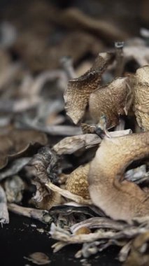 Ukrayna para birimi Hryvnia 'nın dikey videosu