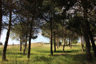 Ağaçlı ve ağaçlı güzel bir manzara.