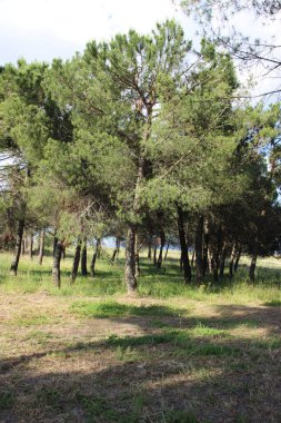 Ormanda güzel bir ağaç görüntüsü.