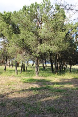 Ormandaki çam ağaçları.