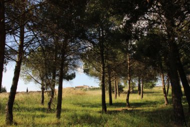 Parktaki yeşil ağaçlar.