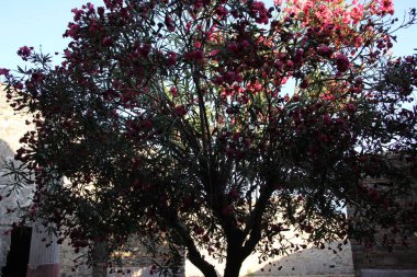 Bahçedeki kırmızı çiçekler ve bitkiler