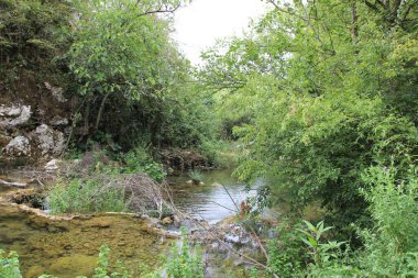 nehir orman içinde taş olan