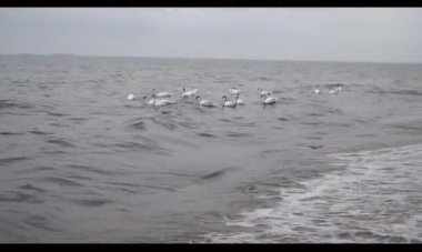 White swans float on the waves of the Baltic Sea.