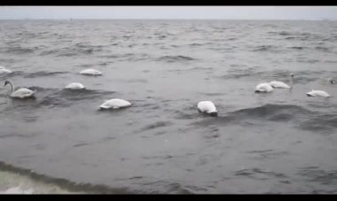 White swans float on the waves of the Baltic Sea.