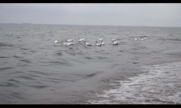 White Swans Float Waves Baltic Sea — стоковое видео
