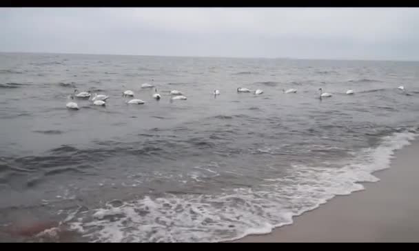 Bílé Labutě Plují Vlnách Baltského Moře — Stock video