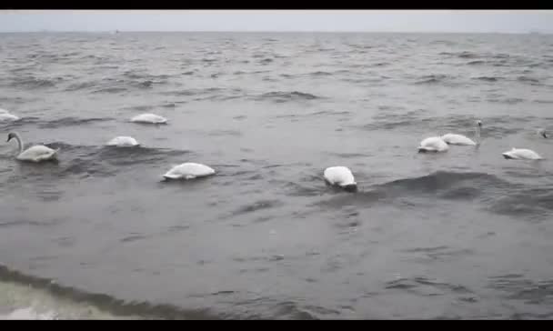 Białe Łabędzie Pływają Falach Morza Bałtyckiego — Wideo stockowe