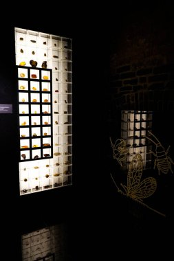 Gdansk, Pomeranya Voyvoda, Polonya - 07 14 2023. Gdansk 'taki Amber Müzesi' nde kehribarın içinde donmuş eski böcekler.