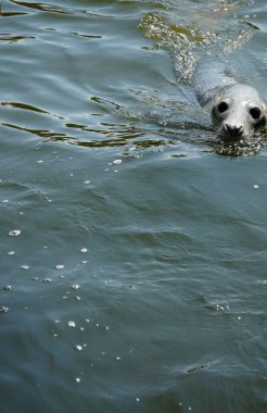 Suda foklar var. Baltık Denizi, Hel Spit