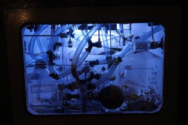 Üzerinde böcekler olan mavi ışıklı bir akvaryum..