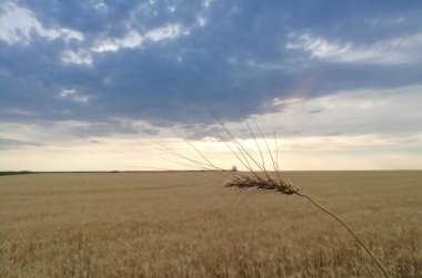 Tarlanın arka planına karşı bir buğday kulağı. Ukrayna.