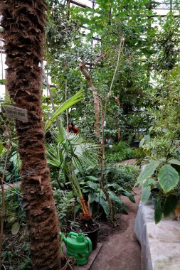 Ukrayna 'da büyüyen palmiye ağaçları, eğreltiotları ve diğer tropikal bitkilerle dolu bir sera.