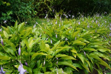 Ukrayna 'da bir çiçeklikte sonbahar çiçekleri