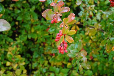 Kırmızı sonbahar meyvelerinin arka planı