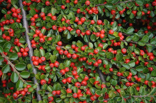 Kırmızı sonbahar meyvelerinin arka planı