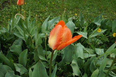 Çiçek tarhında büyüyen Hollanda laleleri