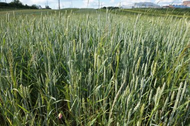 Yeşil çavdar tarlalarda olgunlaşıyor. Ukrayna.